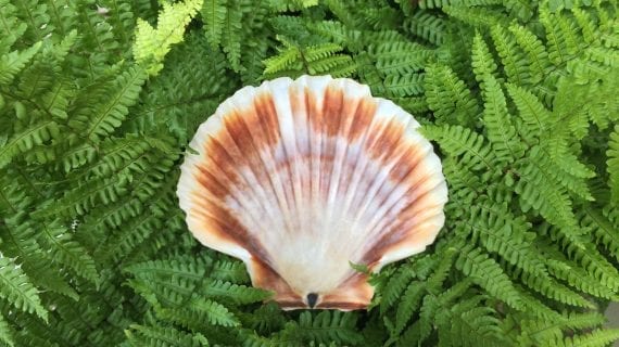 Coquille de Vénus - Divinaroma