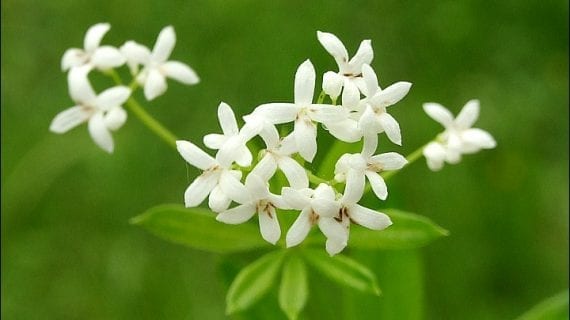 Des recettes Féeriques - Divinaroma