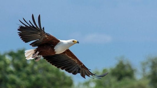 La Journée de l'Aigle - Divinaroma