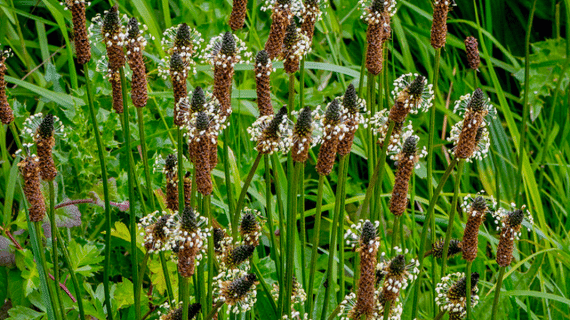 Remède Naturel Piqûres - Divinaroma